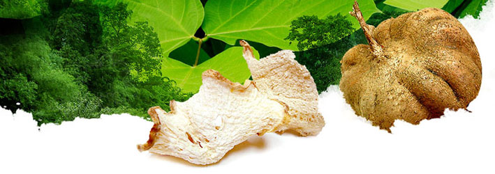 Pueraria mirifica  white kwao krua   It has been well known to local people for many years due to its distinguished properties and efficacy as well as regarded as the national identity of traditional medicine.