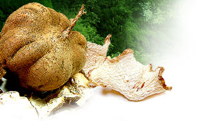 Tuber of the Pueraria mirifica
