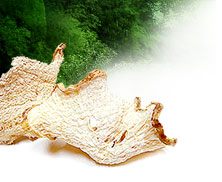 pueraria mirifica (White Kwao Krua)